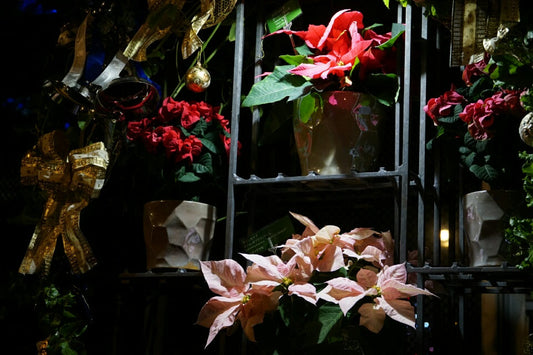 Merry Christmas!