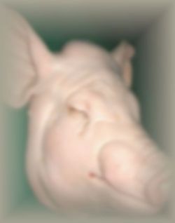 【国産】豚アタマ